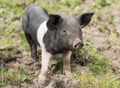 Saddleback piglet looking for food in a muddy field © dannyburn