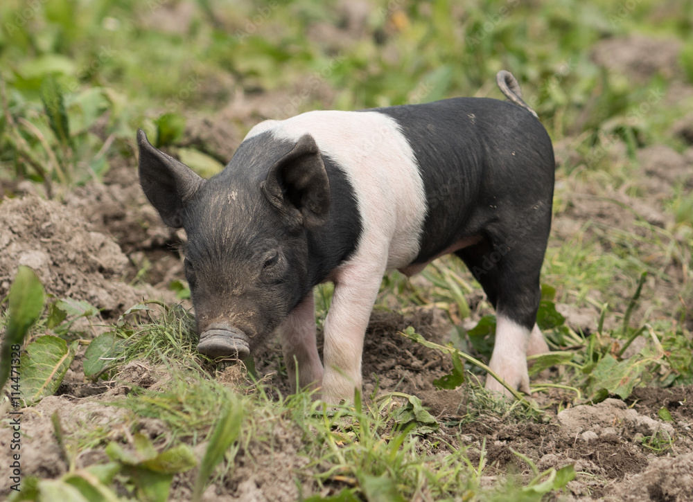 Fototapeta premium Saddleback piglet looking for food in a muddy field
