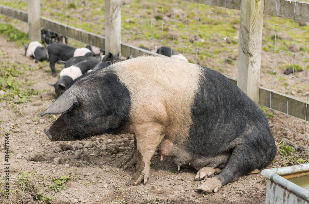 Saddleback pig getting up from the ground Saddleback pig getting up from the ground
