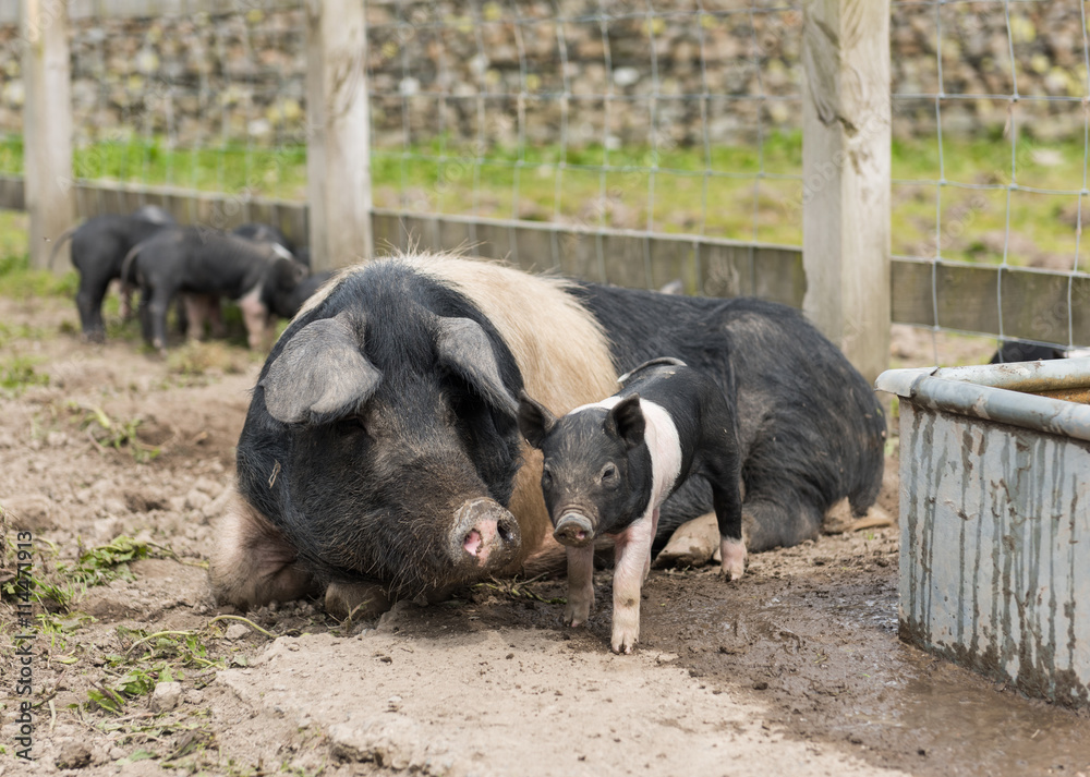 Saddleback piglets and mother pig, in a muddy field,looking for food Saddleback piglets and mother pig, in a muddy field,looking for food