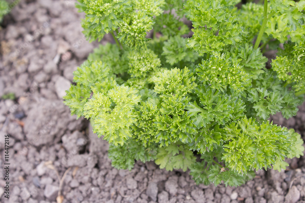 Grüne Petersilie kraus, angebaut in einem Garten, eines der beliebtesten Küchenkräuter Grüne Petersilie kraus, angebaut in einem Garten, eines der beliebtesten Küchenkräuter