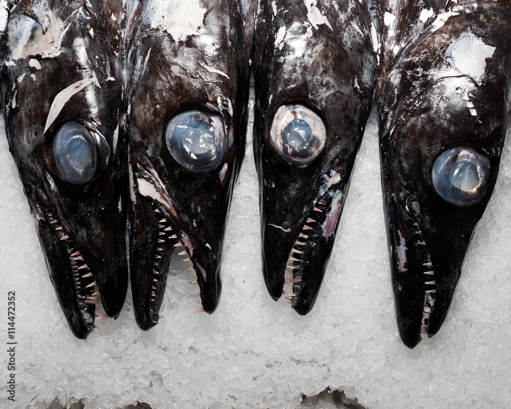 Black Scabbard Fish On Ice Mercado Dos Lavradores Funchal Madeira Island Portugal Stock Photo Adobe Stock