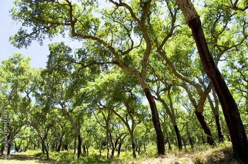Cork trees  in south of Portugal, Alentejo