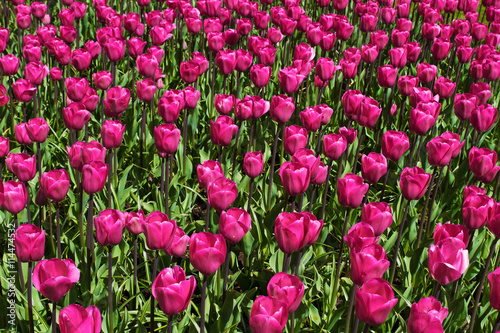 Pink tulips. Flowers in the garden