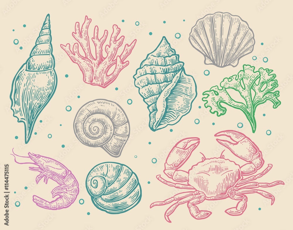 Set sea shell, coral, crab and shrimp.