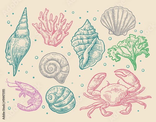 Set sea shell, coral, crab and shrimp.