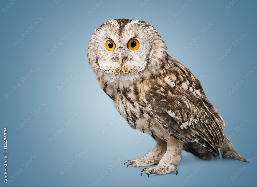Fototapeta premium Owl.