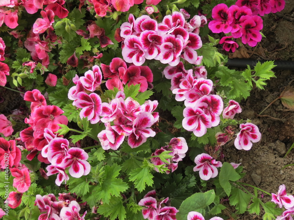fleurs bicolores roses et fuchsia fleurs bicolores roses et fuchsia