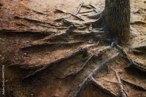 exposed tree roots. exposed roots of an old tree on the bare ground. soil erosion