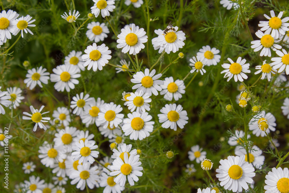 Echte Kamille (Chamomilla recutita). Anbau einer Tee- und Heilpflanze im heimischen Garten Echte Kamille (Chamomilla recutita). Anbau einer Tee- und Heilpflanze im heimischen Garten
