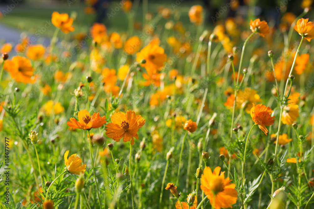 Large cluster of orange cosmos flowers in a park with water droplets