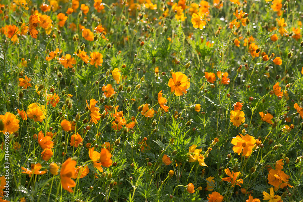 Field of orange cosmos flowers sparkling in the sun on a rainy spring day