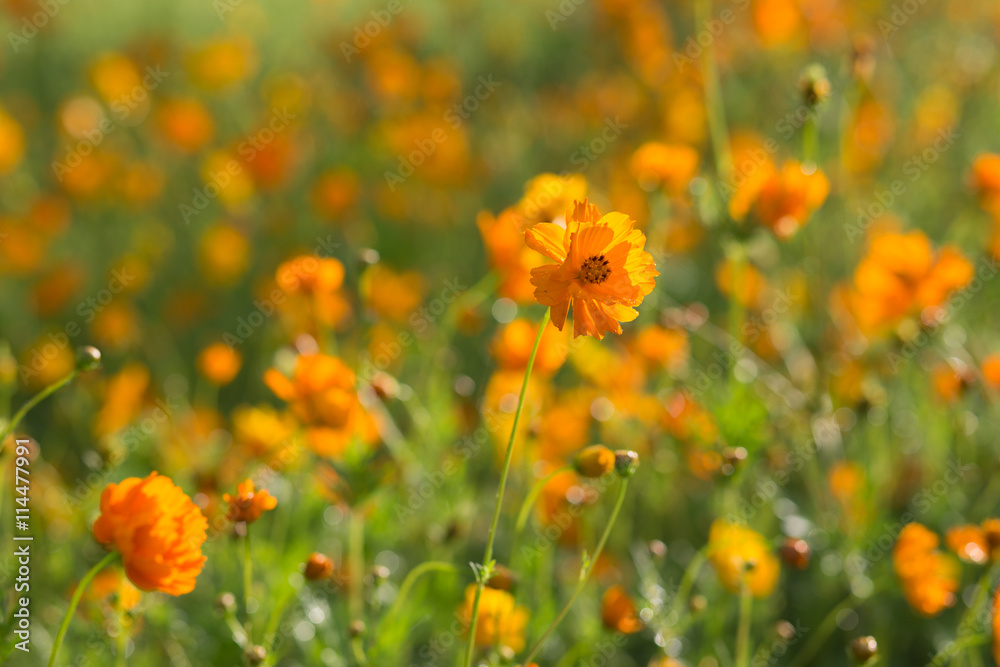 Beautiful orange cosmos flower glowing in the sun after rainfall