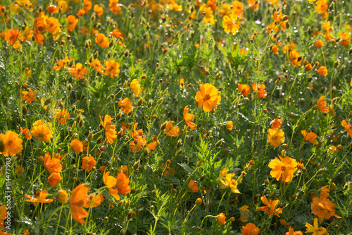 Field of orange cosmos flowers sparkling in the sun on a rainy spring day © claire