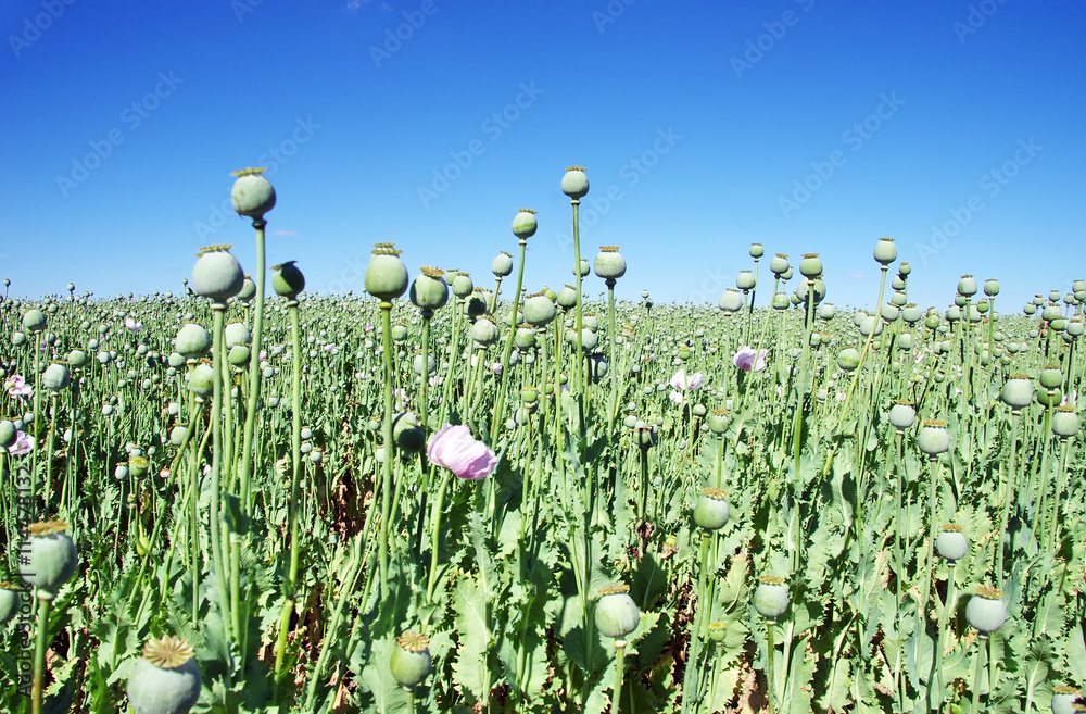 Obraz premium Opium poppies