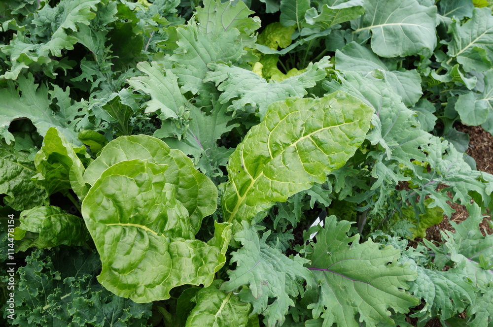 Green kale growing in the vegetable garden Green kale growing in the vegetable garden