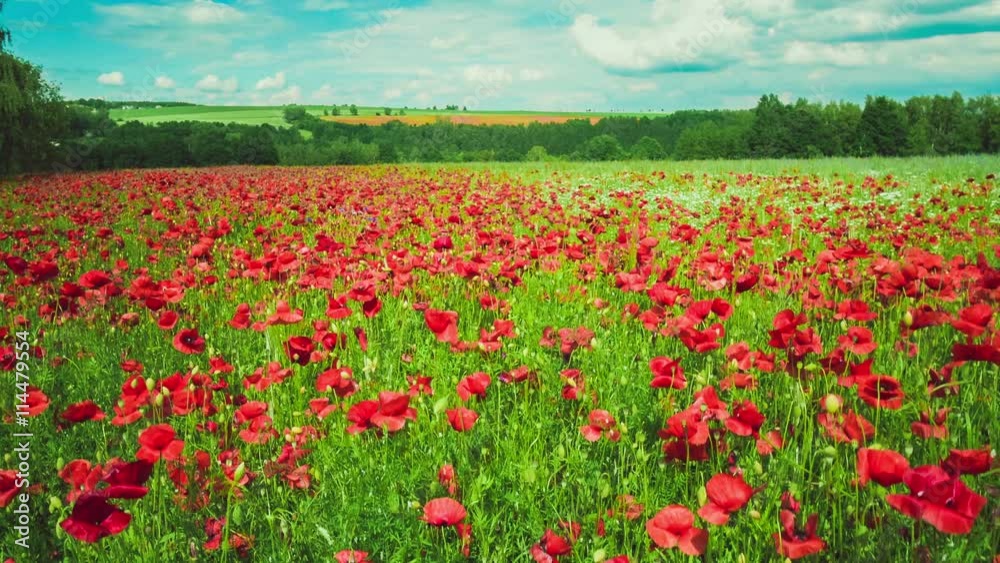 Huge field of blossoming poppies. Poppy field. Field of blossoming poppies. Blossoming poppies. close up of moving poppies. Countryside, Rural, Rustic Summer Landscape, Background Huge field of blossoming poppies. Poppy field. Field of blossoming poppies. Blossoming poppies. close up of moving poppies. Countryside, Rural, Rustic Summer Landscape, Background