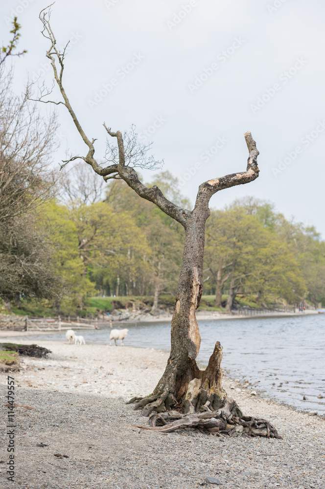 An Old spooky lonely tree on a lakeside beach against an overcast sky