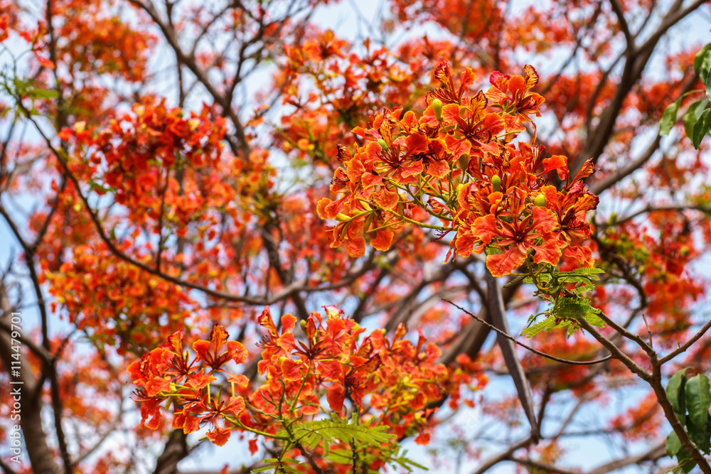Beautiful red tropical flowers on a bright summer day Beautiful red tropical flowers on a bright summer day