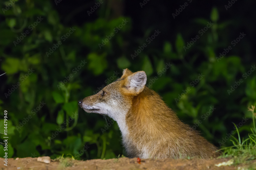 Obraz premium Golden Jackal or fox at nigth