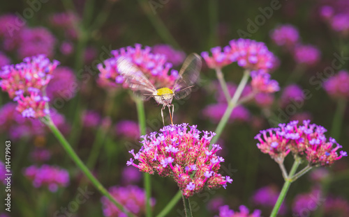 humming bird insect hawk moth, selective focus