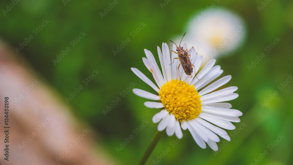 Obraz premium small insect on a daisy, selective focus