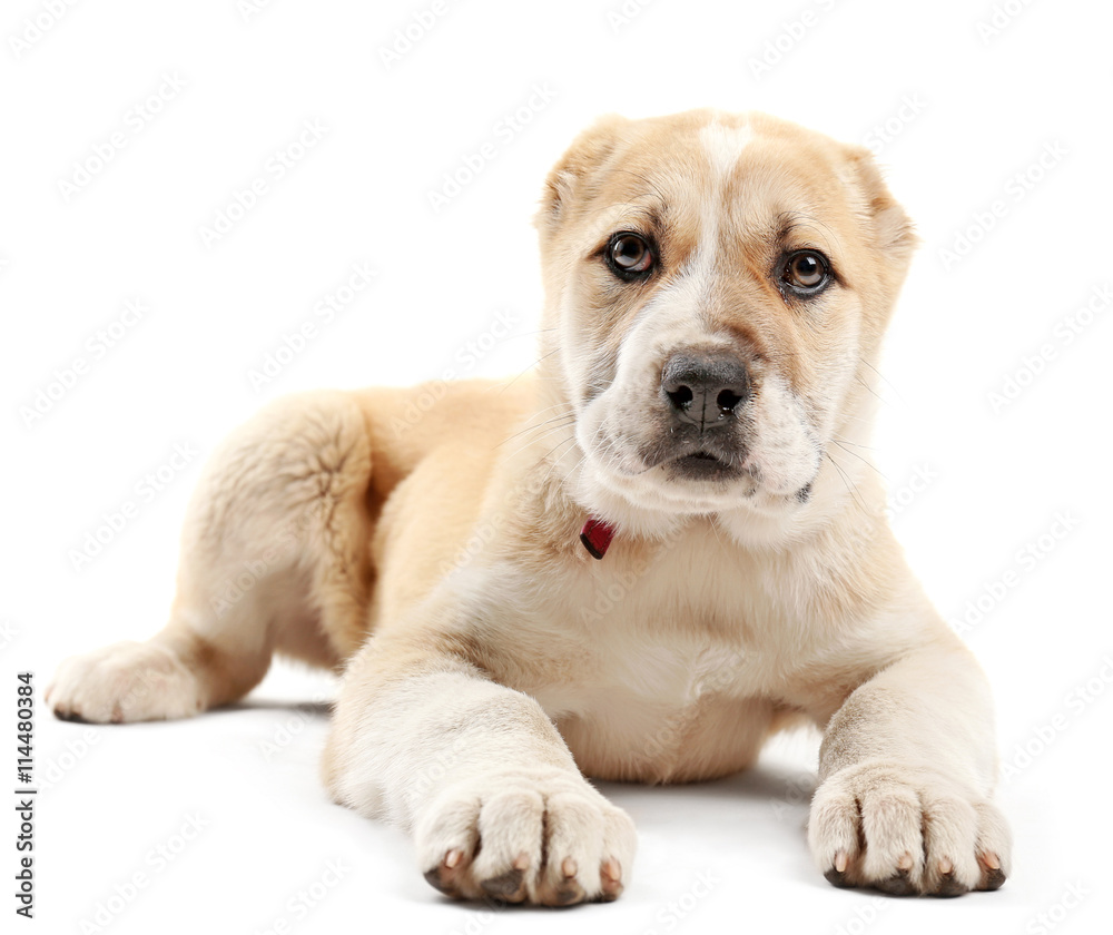 Central Asian Shepherd puppy isolated on white