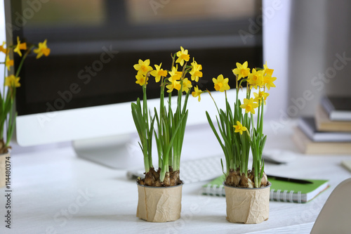 Blooming narcissus flowers on table indoors