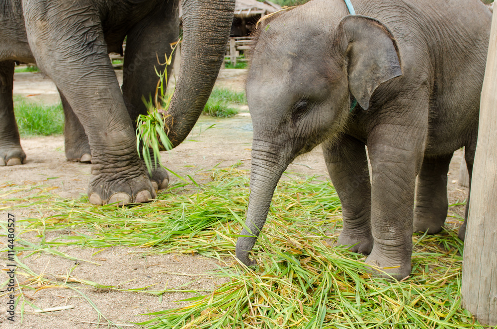 Fototapeta premium Asian baby elephant eating grass near her mother.