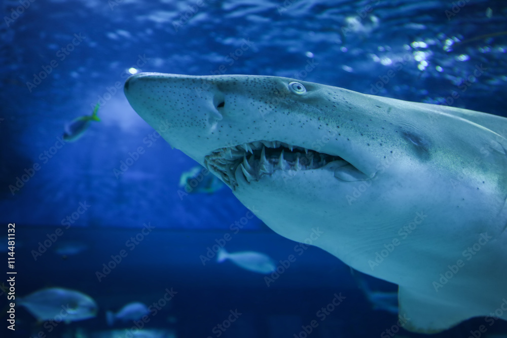 Naklejka premium Big shark in the oceanarium