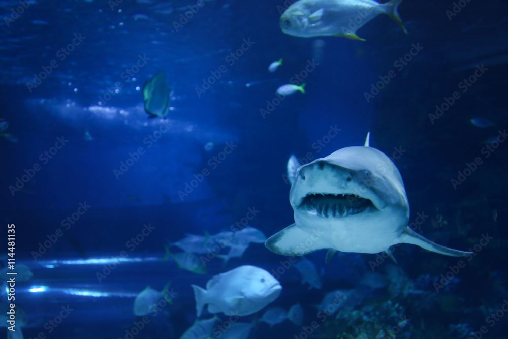 Fototapeta premium Big shark in the oceanarium