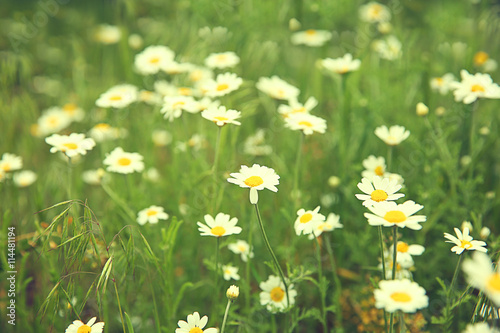 Chamomiles on the meadow