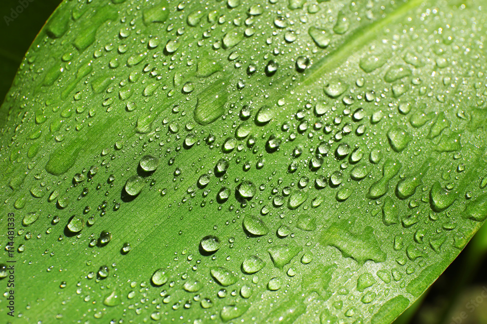 Green leaf with dew drops as background