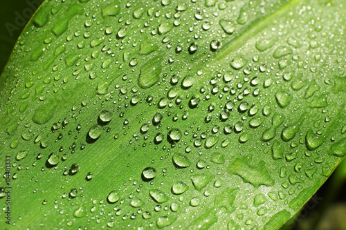 Green leaf with dew drops as background