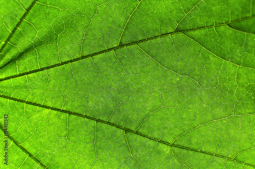 Texture of a green leaf as background