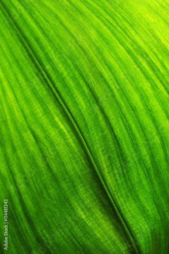Green leaf background