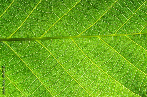 Texture of a green leaf as background