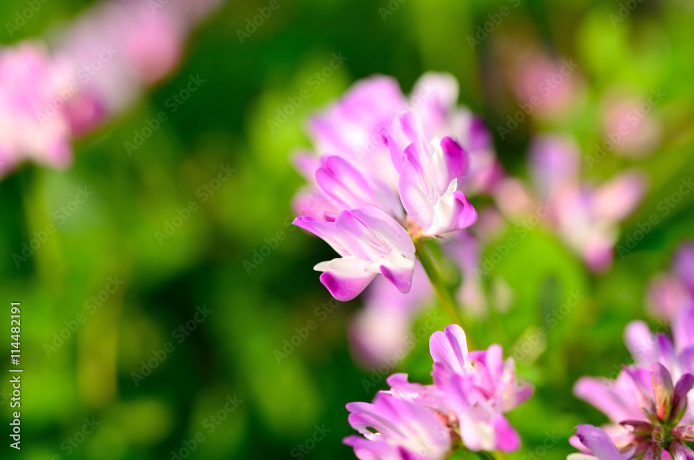 蓮華草 蓮華草