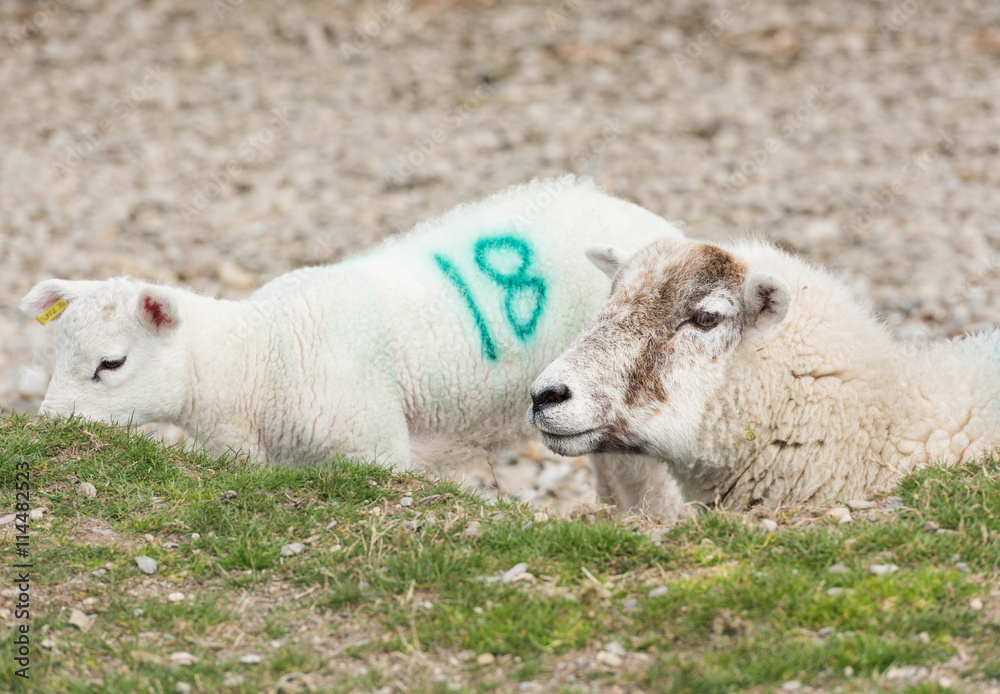 Obraz premium A number tagged Sheep, with a baby lamb by a lakeside beach.