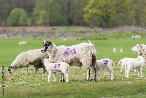 A herd of number tagged Sheep, in a green field