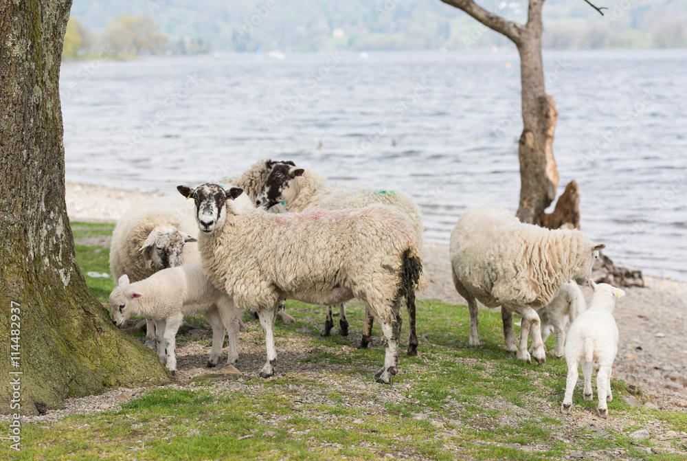 Obraz premium A herd of Sheep, by a lakeside beach.