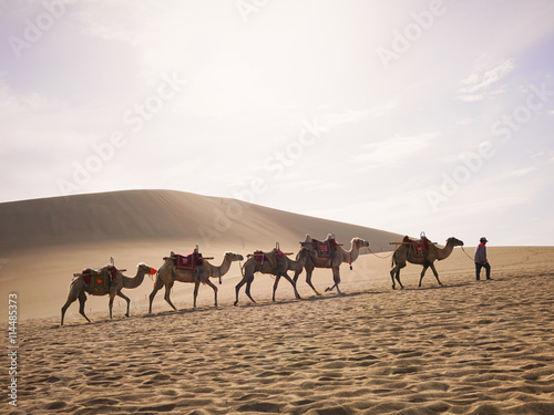 Camels on the Silk Road in Dunhuang (Gansu Province, China)