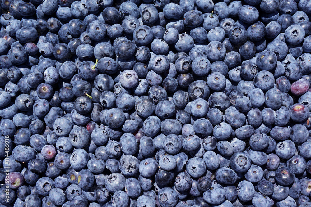 blueberry background blueberry background