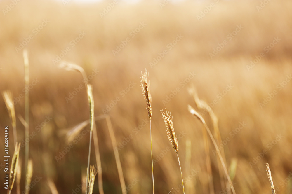 Obraz premium wheat in the field in autumn harvest season