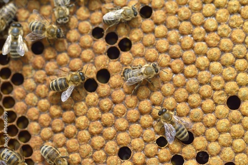 Close up view of the working bees on honeycells photo