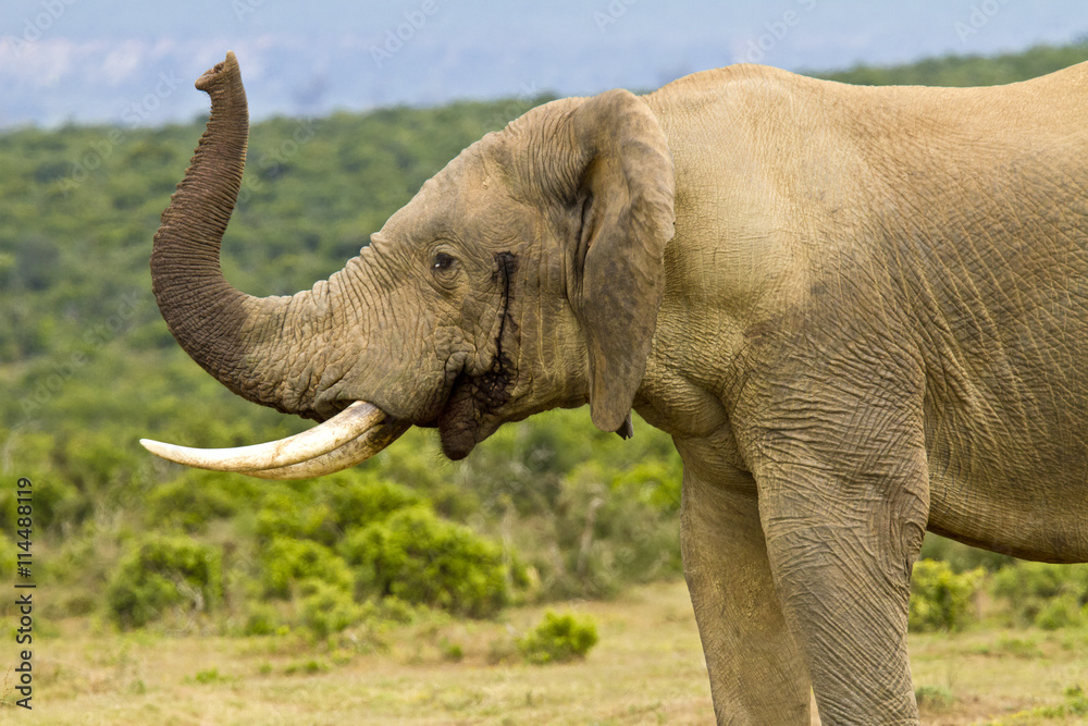 Fototapeta premium African elephant standing with its trunk in the air