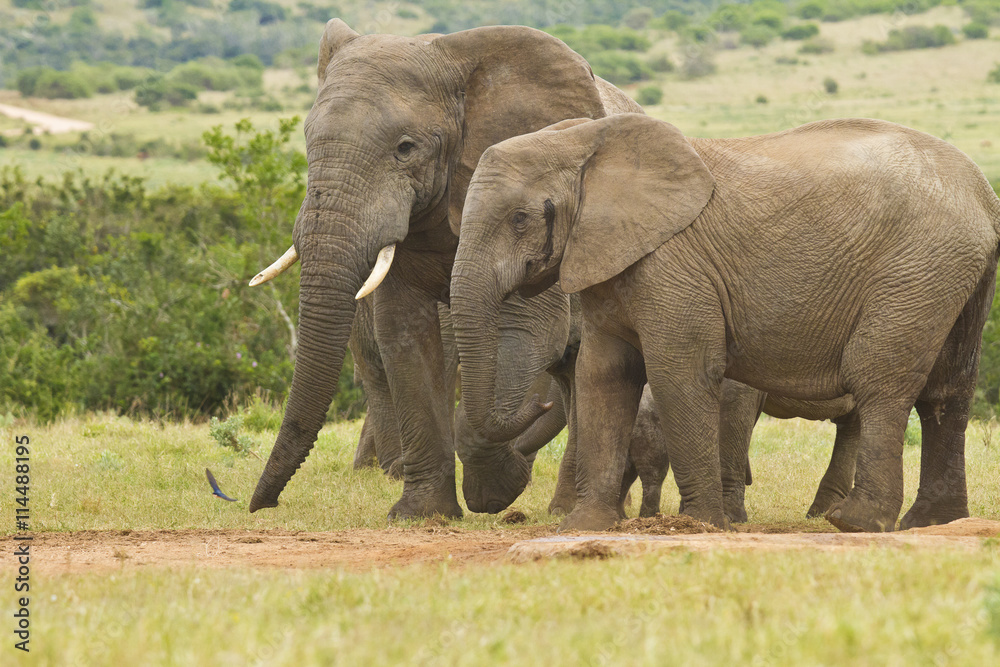 African elephants standing together at a water hole