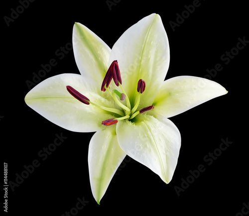 white Lily 