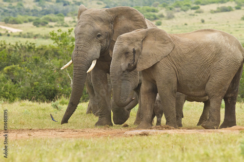 African elephants standing together at a water hole