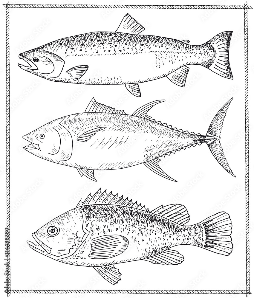 Hand drawn fish Hand drawn fish